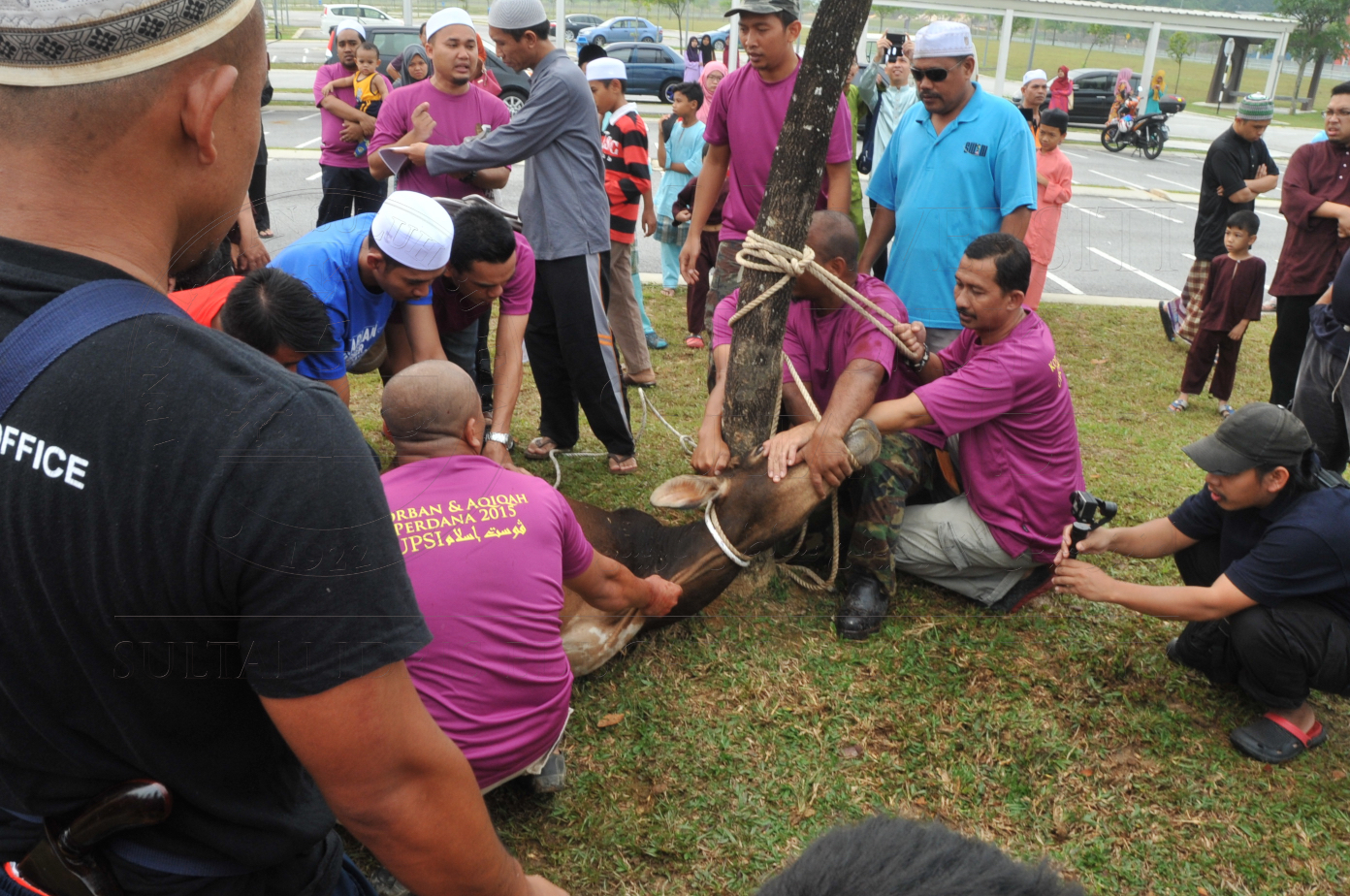 PRO15 150 KORBAN HAS 6748